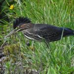 Green Heron