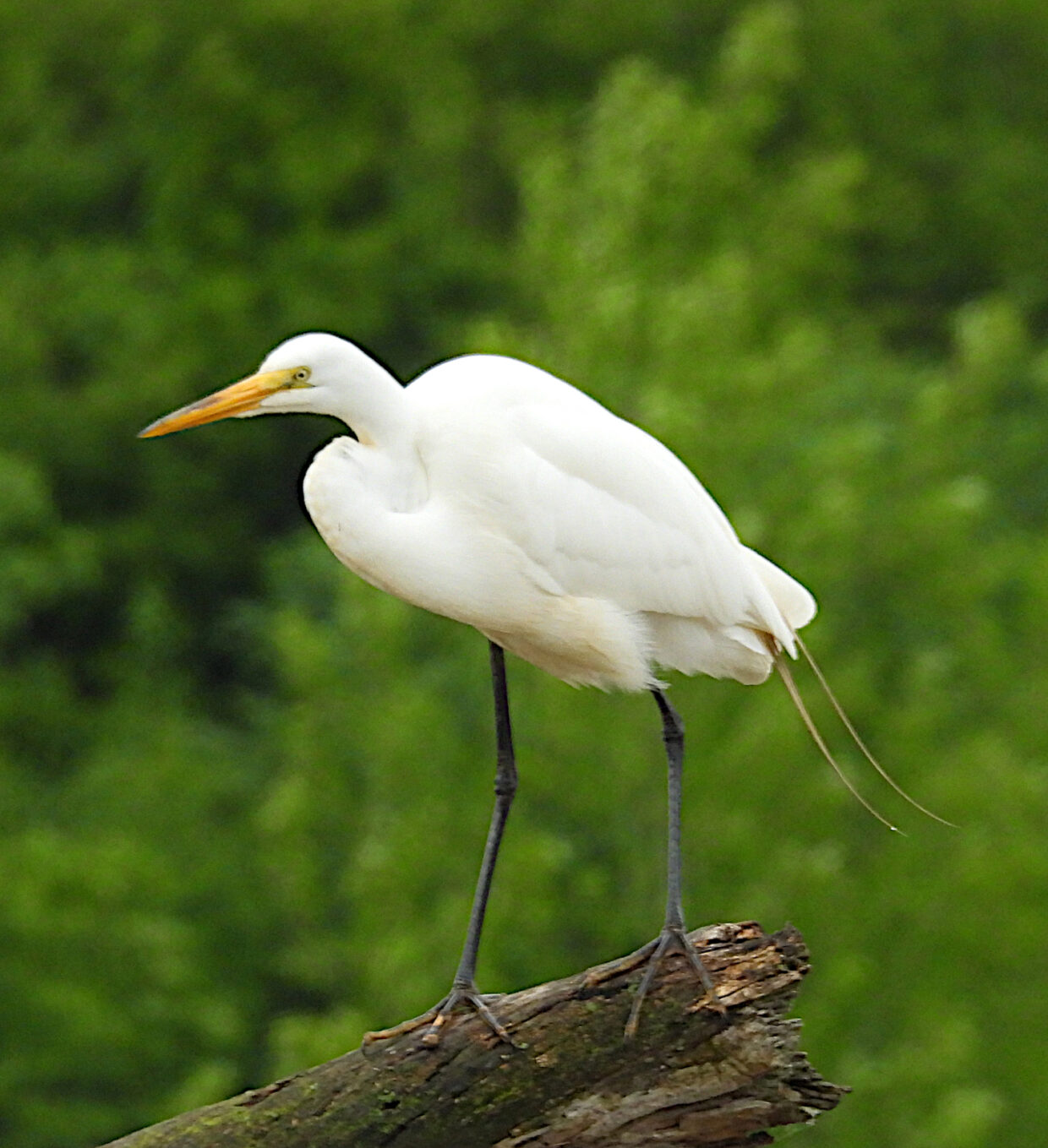Egret Montezuma