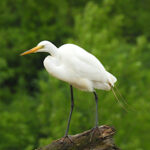 Egret Montezuma