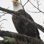 Bald Eagle Dec 31, 2019