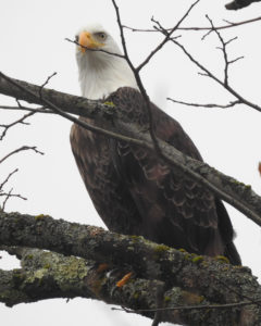 Bald Eagle Dec 31, 2019