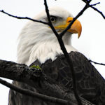 Closeup Bald Eagle