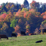 Autumn Scene - Black Angus