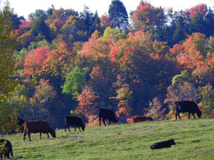 Autumn Scene - Black Angus