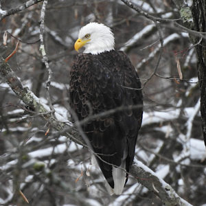 Bald Eagle