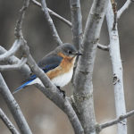 Eastern Bluebird