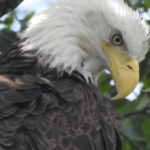 Adult Bald Eagle -Close up