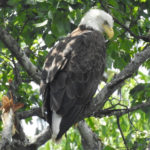 Adult Bald Eagle