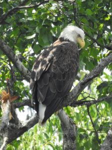 Adult Bald Eagle