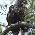 Juvenile Bald Eagles