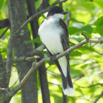 Eastern Kingbird