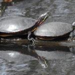 Eastern Painted Turtle