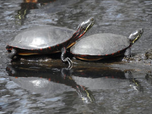 Eastern Painted Turtle