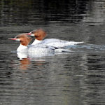 Female Mergansers