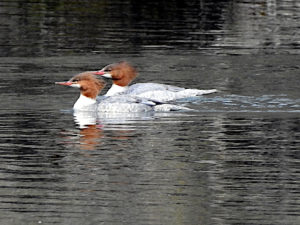 Female Mergansers