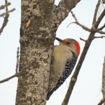 Red Bellied Woodpecker