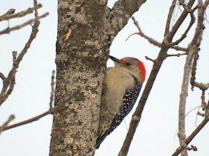 Red Bellied Woodpecker