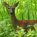 Whitetail Fawn - adolescent