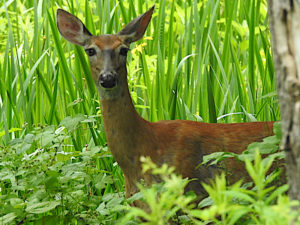 Whitetail Fawn - adolescent