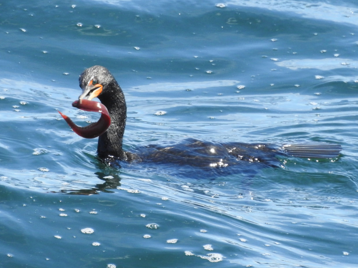 Cormorant with Red Eel, Acadia National Park, ME