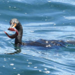 Cormorant with Red Eel, Acadia National Park, ME