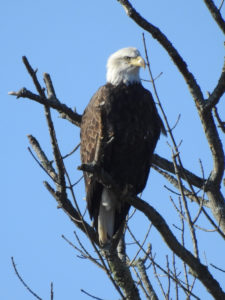 Bald Eagle - Prey Hill, US-20 Richfield Springs, NY