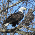 Bald Eagle (Adult and juvenile) US 20 Richfield Springs, NY