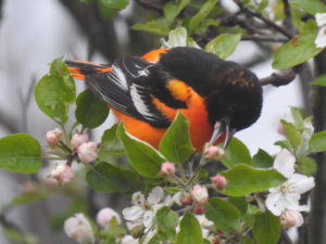 Orchard Oreole - Whitesboro, NY