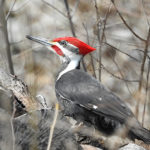 Pileated Woodpecker - Whitesboro, NY