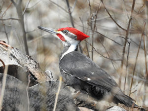 Pileated Woodpecker - Whitesboro, NY