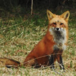 Red Fox - Vienna NY