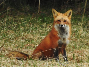 Red Fox - Vienna NY
