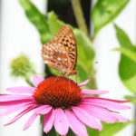 Golden Butterfly and Coneflower - Belfast ME