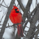 Cardinal - Whitesboro, NY