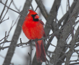 Cardinal - Whitesboro, NY