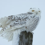 Snowy Owl - Fenner, NY