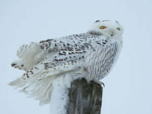 Snowy Owl - Fenner, NY