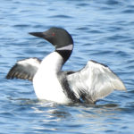 Common Loon - Acadia National Park, ME