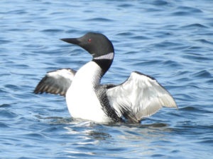 Common Loon - Acadia National Park, ME