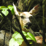 White Tail deer close