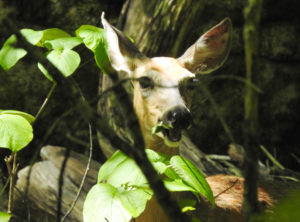 White Tail deer close