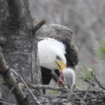 Feeding its Eaglet