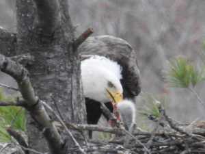 Feeding its Eaglet