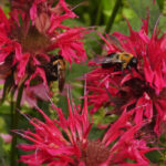 Bumble Bee Balm