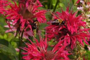 Bumble Bee Balm