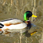 Mallard - Male