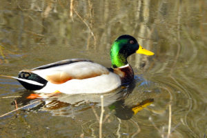 Mallard - Male