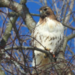 RedTail Hawk