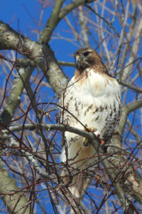 RedTail Hawk