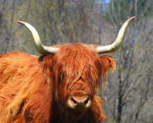 Highland Cattle